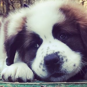 Meet your Posher, Robin